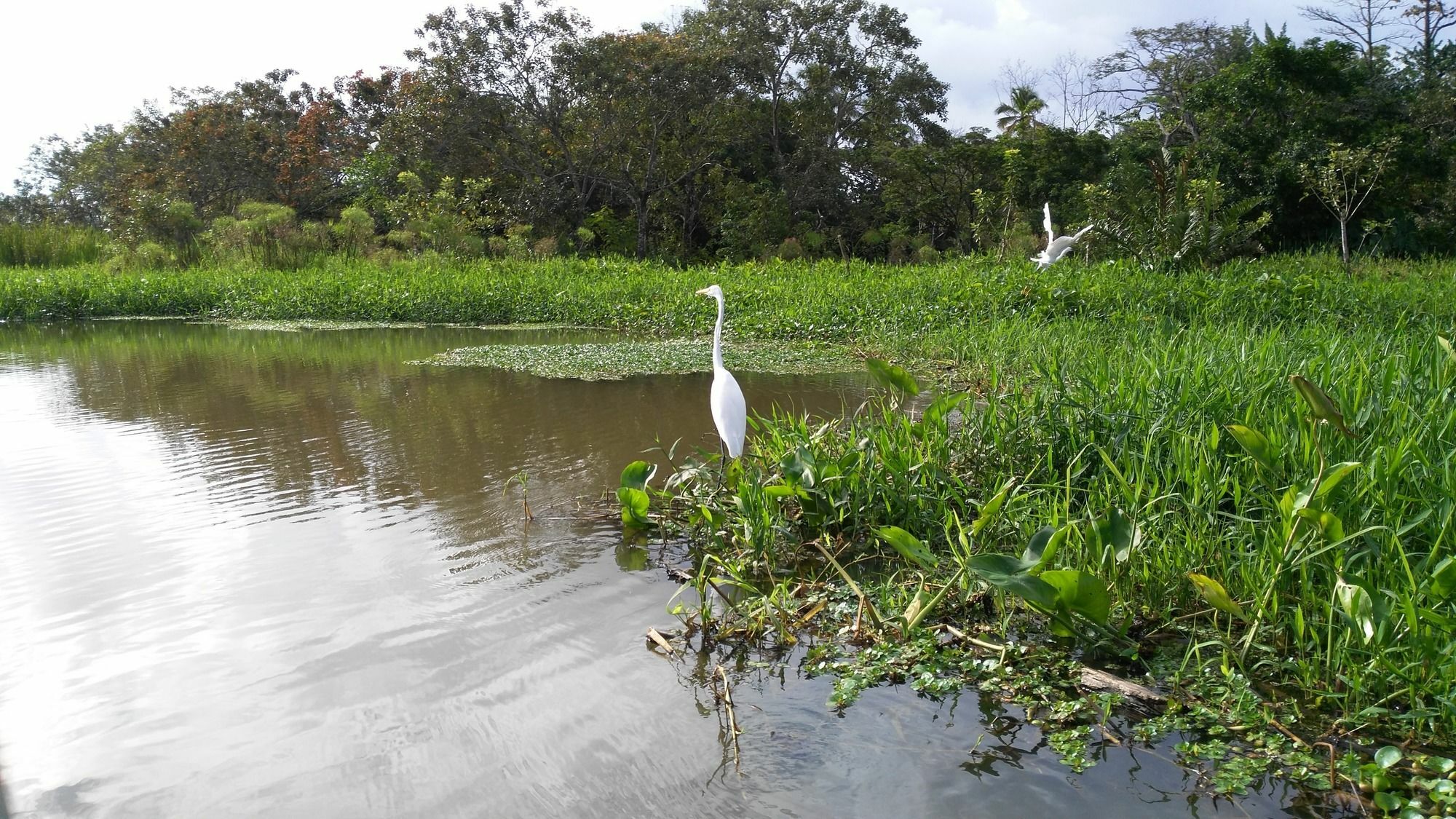 Lirio Lodge Barra de Pacuare Ngoại thất bức ảnh