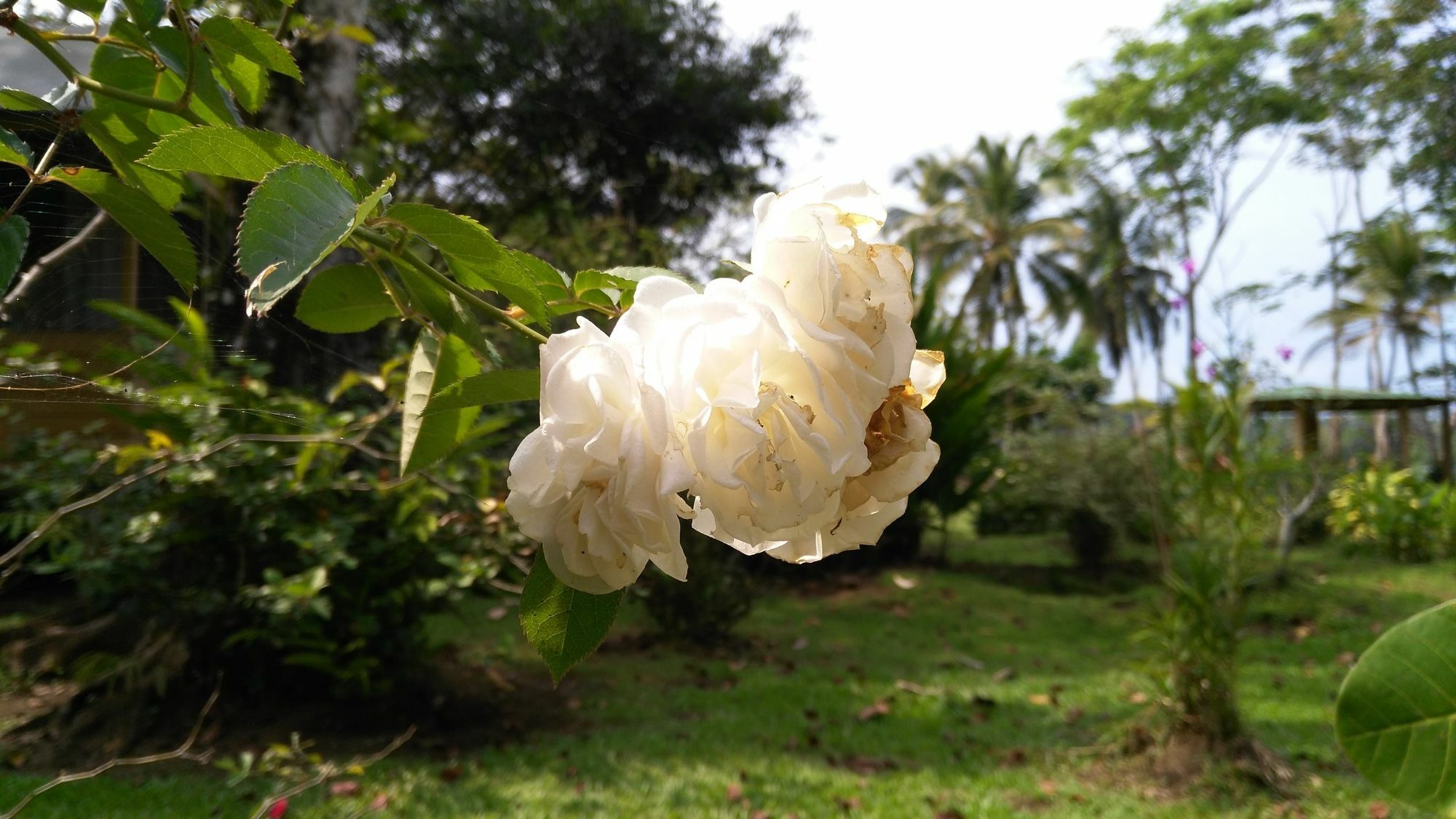 Lirio Lodge Barra de Pacuare Ngoại thất bức ảnh